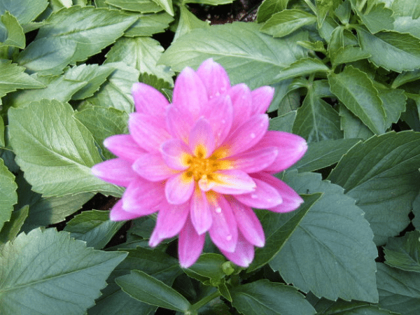 Beautiful Dahlia flowers