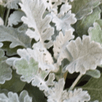 Dusty Miller plant