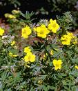 Closeup of Yellow Cinquefoils Flower Plant