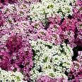 Alyssum flowers