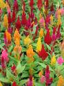 Celosia flowers