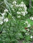 Physostegia White Flower Plants