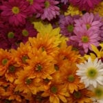 Chrysanthemum flowers