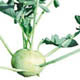 Kohlrabi plants