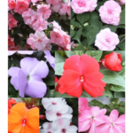 Impatiens plant