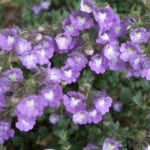 Closeup of Chaenorhinum Flowers