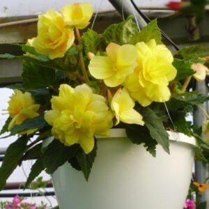 Hanging baskets