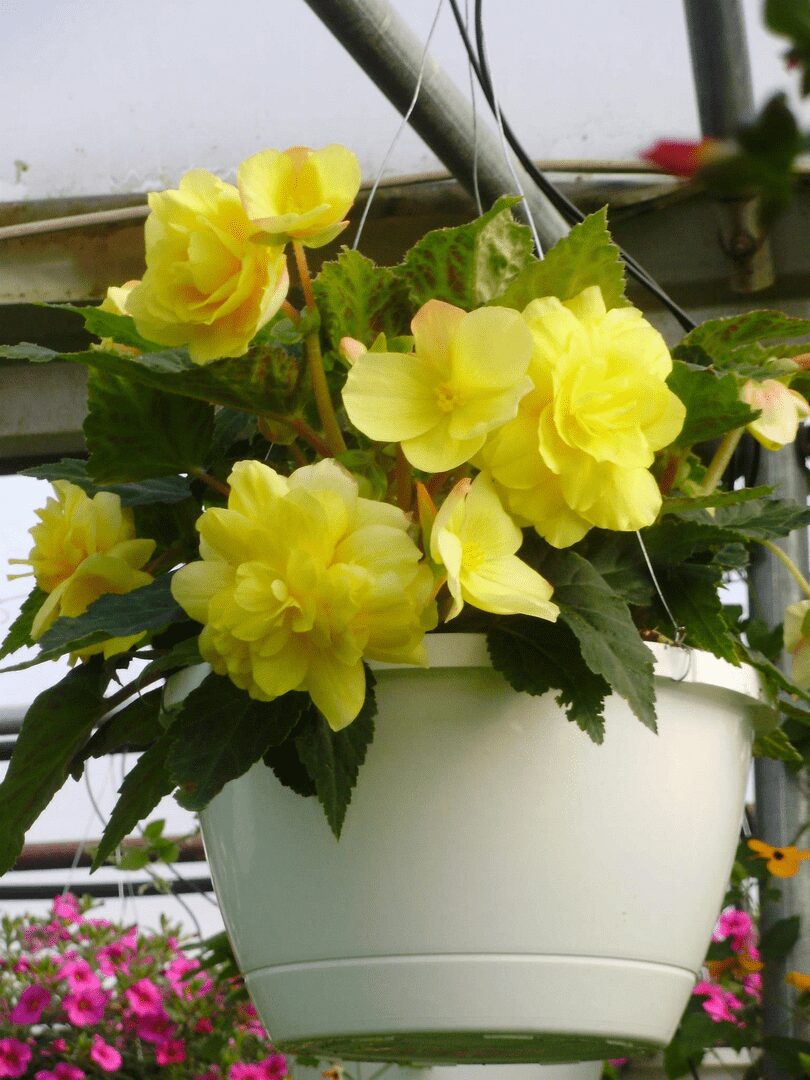 Yellow begonia blossoms in white hanging pot