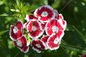 Dianthus flowers