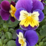 Pansy flowers