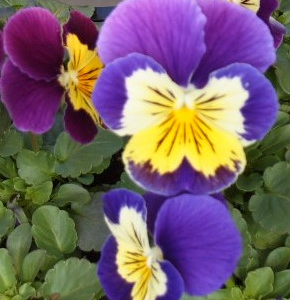 Pansy flowers