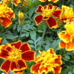 Marigold plant