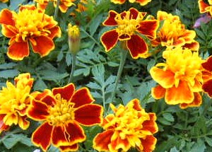 Marigold plant