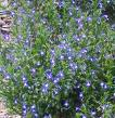 Lobelia plant