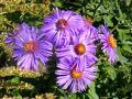 Big Aster flowers