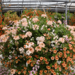 Basket of flowers