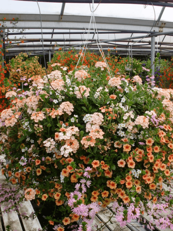 Basket of flowers