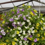 Hanging baskets