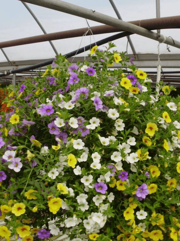 Hanging baskets