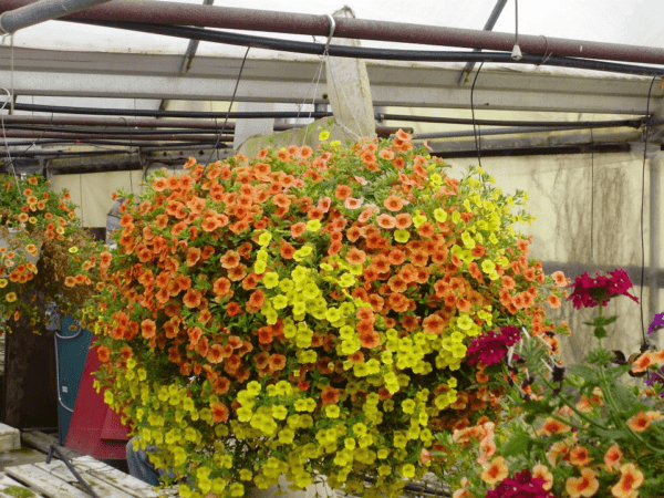 Nosegay of flowers