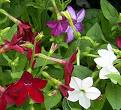 Nicotiana plant