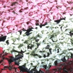 Hypoestes plant