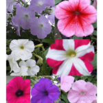 Petunia plant