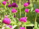 Gomphrena plant