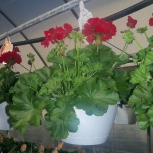 hanging baskets of red flower plants