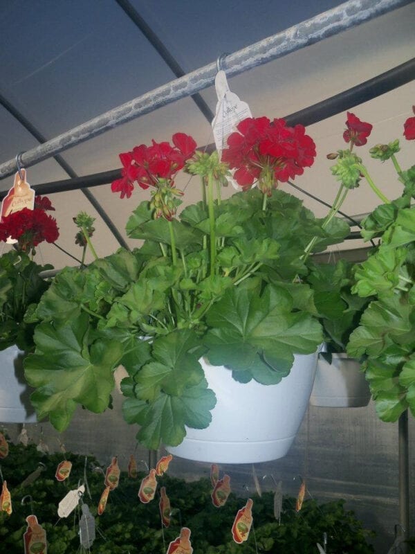 hanging baskets of red flower plants