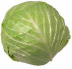 Fresh Cabbage