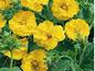 Closeup of the Yellow Geum Flowers