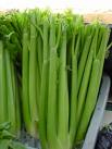 Heep of Celery