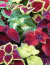 Coleus plant