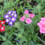 Different color flowers in the garden