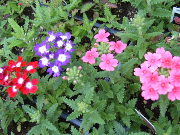 Different color flowers in the garden