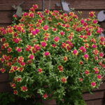 Bunch of pink flowers