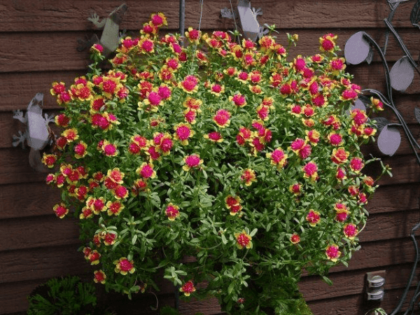 Bunch of pink flowers