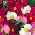 Begonia flowers