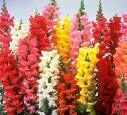 Different color flowers on a white background