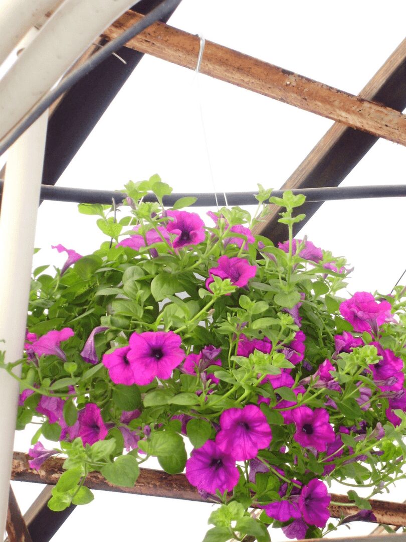 Hanging basket of magenta petunias