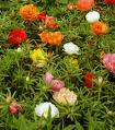 Portulaca plant