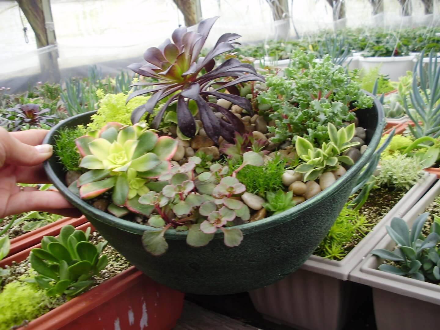 Hand holding succulent-filled green bowl planter