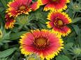 Closeup of the Gaillardia flower plant