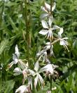 Closeup of the white gaura plant