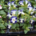 Blue and white color flowers in the garden