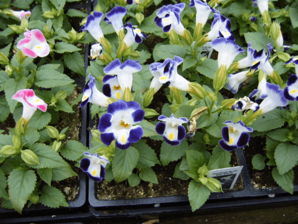 Blue and white color flowers in the garden