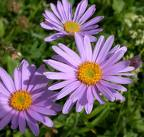 Aster flowers