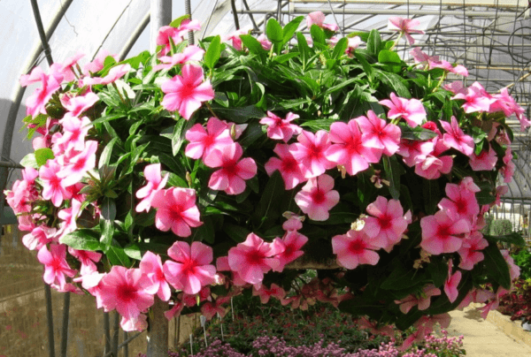 Pink hibiscus