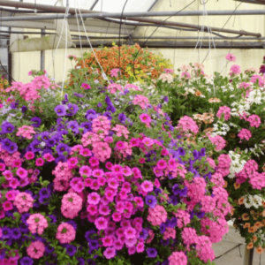 Hanging basket of beautiful flowers